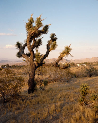 Kodak Ektacolor Pro 160 Color Negative Film (35mm Roll Film, 36 Exposures)