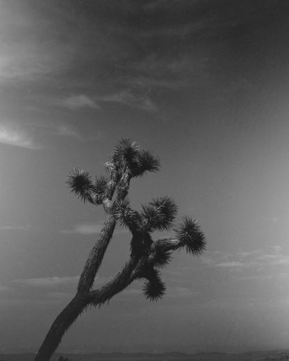 B&W Film Develop + Scan [35mm & 120]