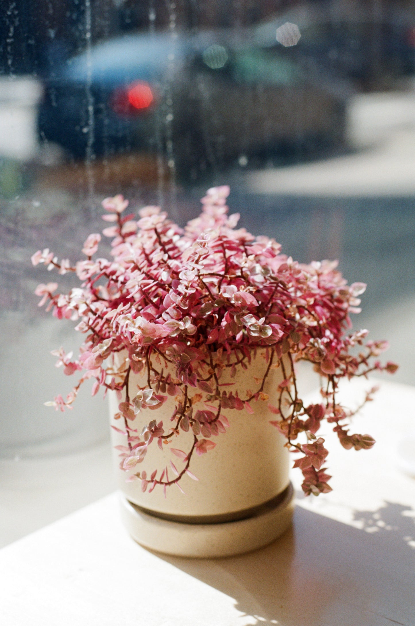 Kodacolor 100 Color 35mm