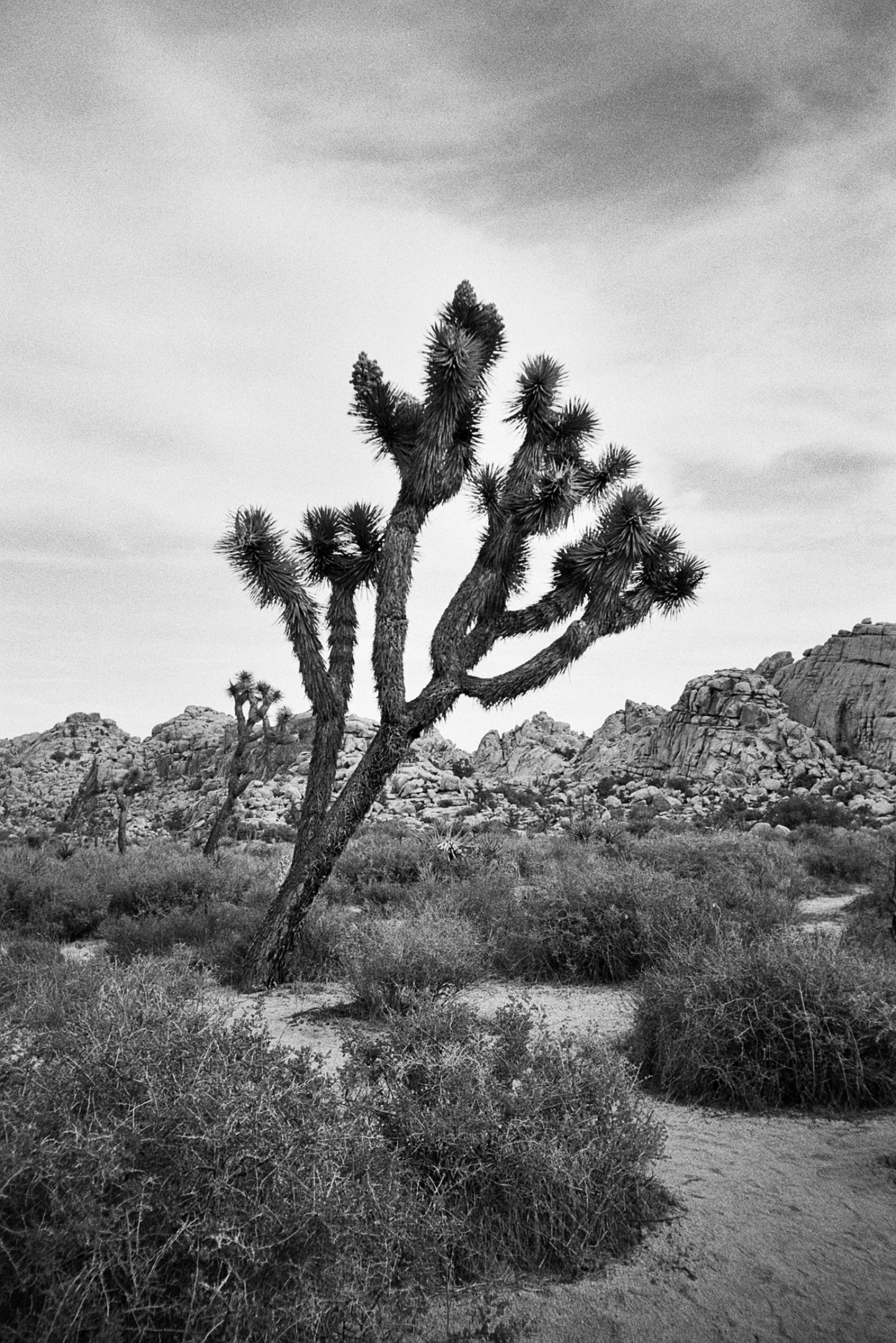 HP5 Plus 400 35mm High Speed Black and White Negative Film