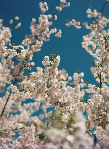 Color Film Develop + Scan [35mm & 120]